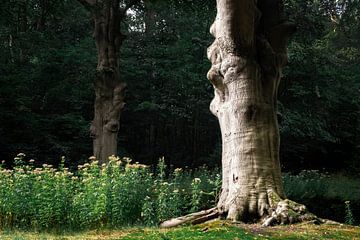 Un vieil arbre magnifique dans la forêt sur Evelien Oerlemans