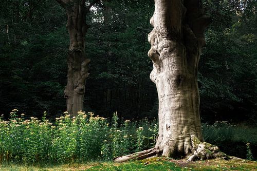 Prachtige oude boom in het bos