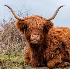 closeup van een galloway highland rund in de duinen van oostvoorne