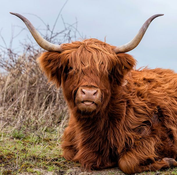 closeup van een galloway highland rund in de duinen van oostvoorne van ChrisWillemsen
