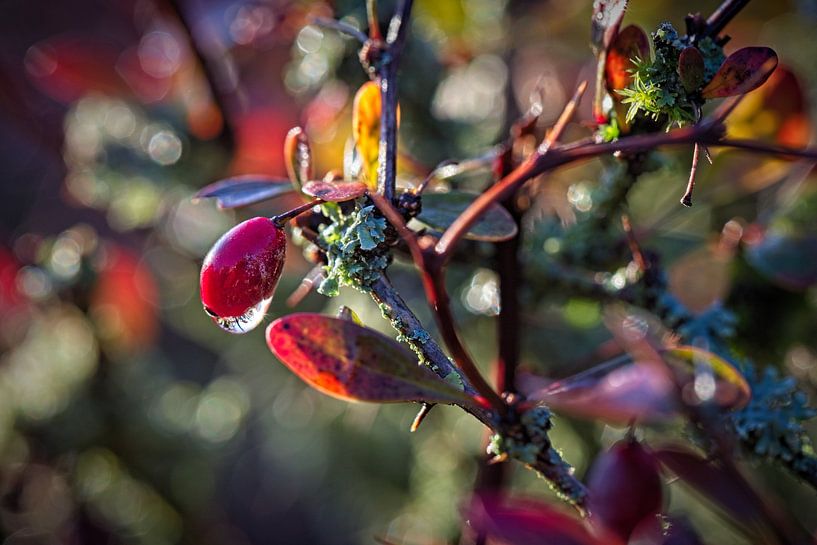 Beberis hedge by Rob Boon