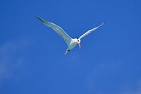 King's Tern