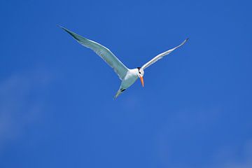 King's Tern by Pieter JF Smit