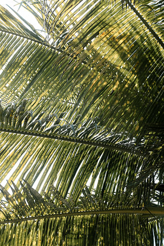Palme Sri Lanka