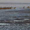 Moddergat, Waddenzee von Taco Ruiten