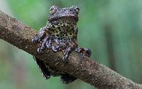 Neotropical marbled tree frog (Hyla marmorata)