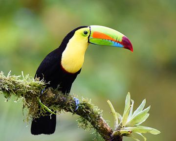 Birds of Costa Rica: Keel-billed Toucan by Rini Kools