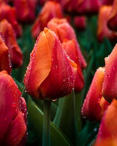 Tulpenveld rood van Jens Sessler