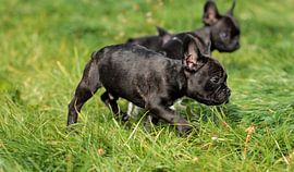 Französische Bulldogge 9 von Heike Hultsch