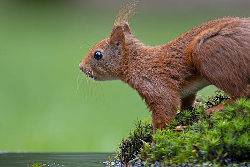 Eichhörnchen von Dirk Claes