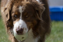Austalian Shepherd von Enrico Glagow