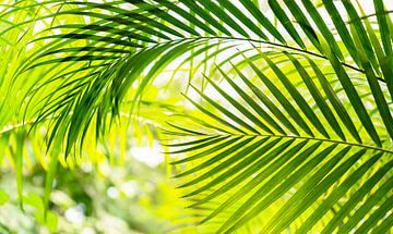 feuille de palmier courbée dans la jungle sur Dörte Bannasch