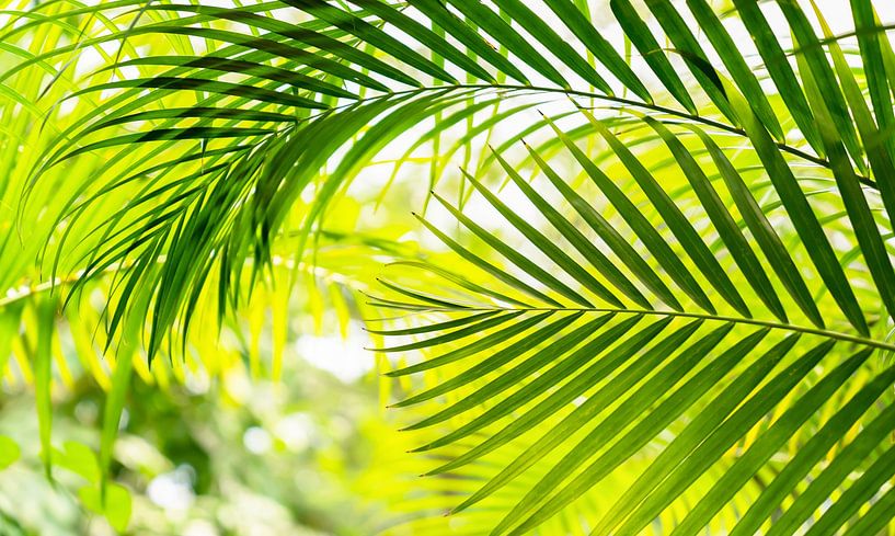 feuille de palmier courbée dans la jungle par Dörte Bannasch