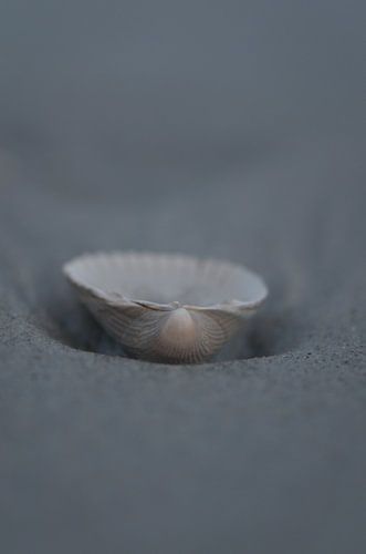 Kokkel op het strand