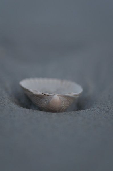 Coquille par Johan Verbon