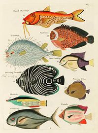Farbenfrohe und surreale Illustrationen von Fischen, die auf den Molukken (Indonesien) und in Ostind
