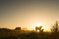 Morning light on the river IJssel - 1 by Damien Franscoise thumbnail