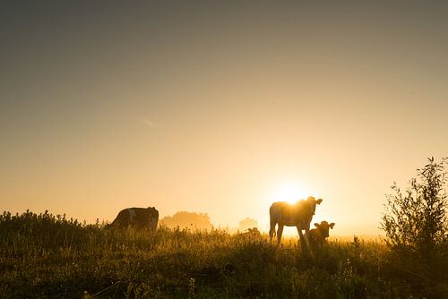 Morning light on the river IJssel - 1