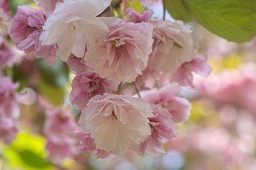 Cherry blossom... by Maja Mars
