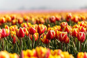 Red and yellow tulips in the landscape