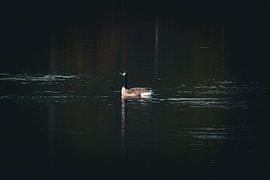 A Canada goose on the water in the Den Treek nature reserve