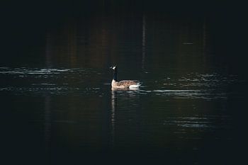 A Canada goose on the water in the Den Treek nature reserve