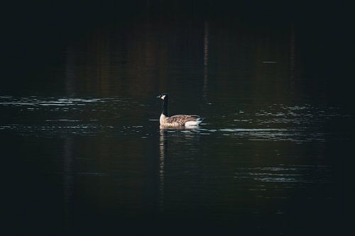 A Canada goose on the water in the Den Treek nature reserve