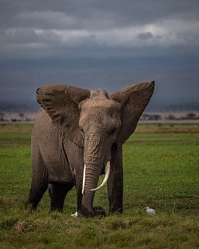 Elephant in Amboseli, Kenya