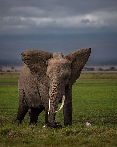 Olifant in Amboseli, Kenia van Marije Rademaker