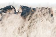 Konikpaarden in Oostvaardersplassen van Kimberley Jekel thumbnail