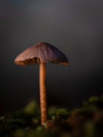 Le fragile sur seems.photography