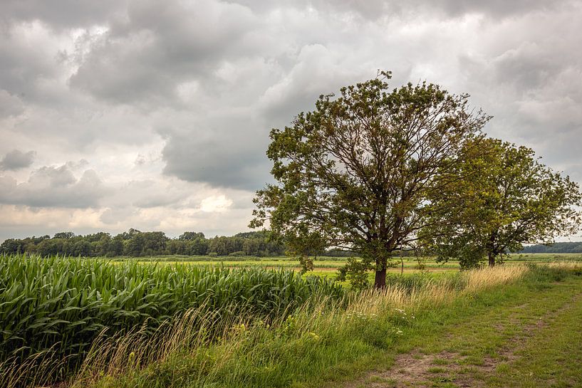 Dutch polder landscape with trees and a heavily cloudy sky by Ruud Morijn