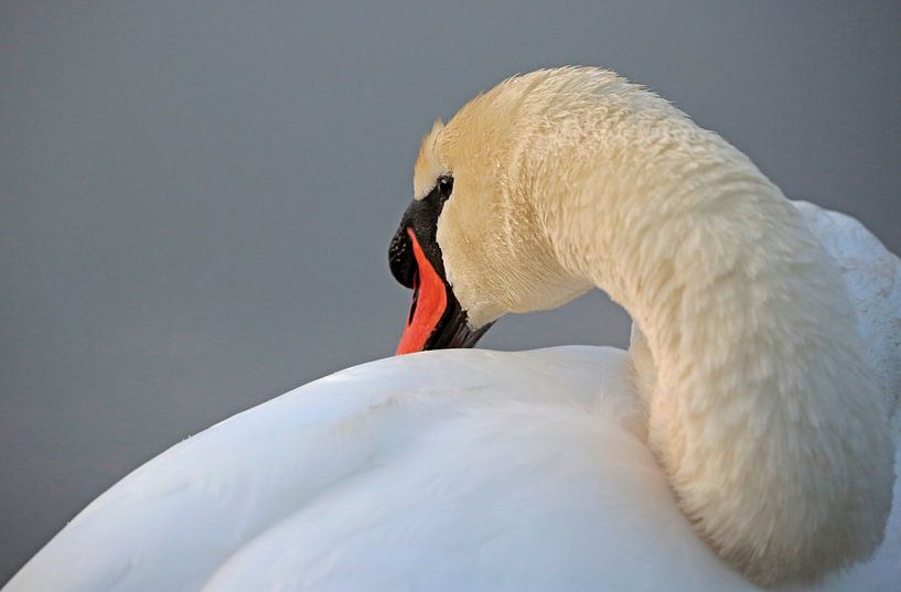 Mute swan by Frank Smedts