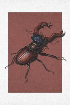 Stag Beetle by Marja van den Hurk
