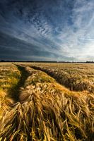 Golden Field