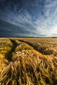 Golden Field