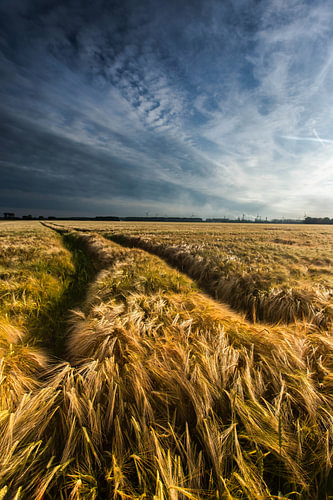 Golden Field