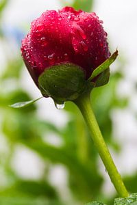 Raindrops on a red tulip flower