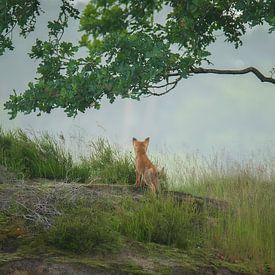 Fox cub on the lookout by Erwin Stevens