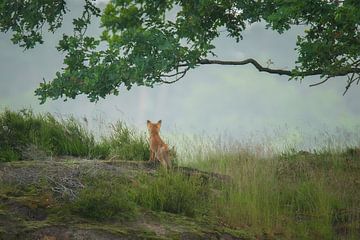 Fox cub on the lookout