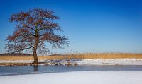 Tree in winter landscape