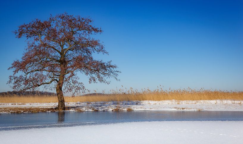 Baum in Winterlandschaft von Thijs Friederich
