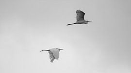 Heron's Flight