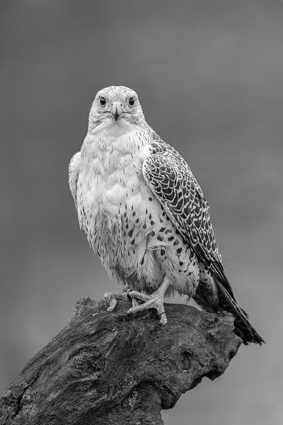 Oiseaux de proie par Marieke Deinum