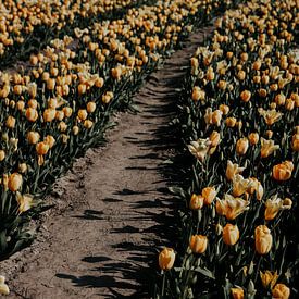 Beginn des Frühlings - Tulpenfelder von Angela van der Zee