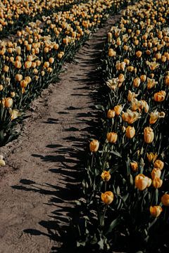 Début du printemps - Champs de tulipes sur Angela van der Zee