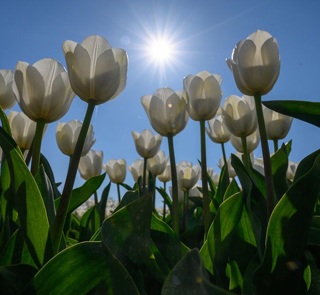 Witte tulpen in het veld von Michel Knikker