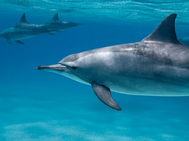 Spinnerdelfin – Porträt im klaren Wasser von Laura Georgi Tier- und Ladschaftsfotografie