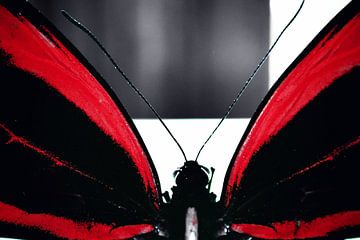 Butterfly (red) van Nick Rosseel