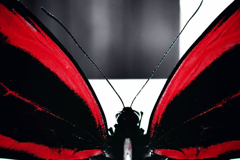 Butterfly (red) by Nick Rosseel